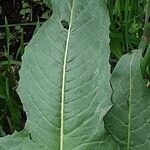 Bunias orientalis Leaf