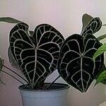 Anthurium crystallinum Hoja