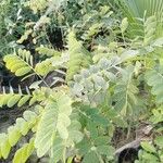 Senna surattensis Hoja