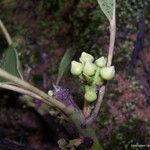 Sloanea montana Flor