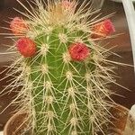 Echinocereus engelmannii Liść