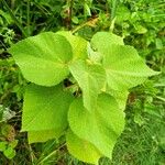 Sidastrum micranthum Leaf