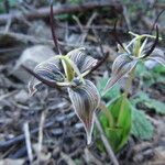 Scoliopus bigelovii Flor