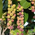 Coccoloba uvifera Frukt