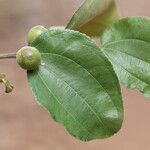 Ziziphus mucronata ഇല
