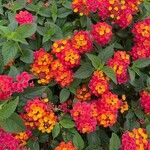 Lantana camaraЦвят