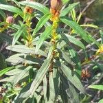 Cistus ladanifer Blad