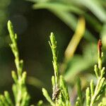 Erica arborescens Leaf