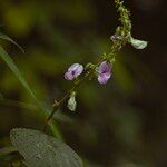 Neustanthus phaseoloides फूल