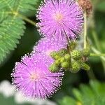 Mimosa pudica Blomma