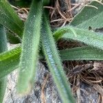 Plantago atrata Blad