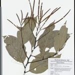 Lithocarpus macphailii Otro