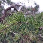 Pinus banksiana পাতা