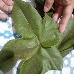 Sterculia apetala Leaf