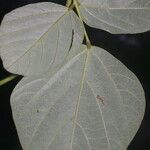 Desmodium purpusii Hoja
