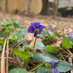 Viola sororia Flor
