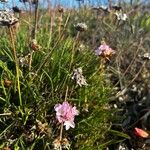 Armeria welwitschiiᱵᱟᱦᱟ