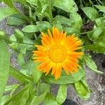 Calendula officinalisFlower