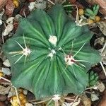 Echinocactus texensis 葉