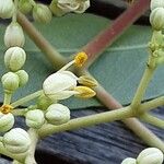 Tetradium daniellii Blüte