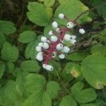 Actaea pachypoda Fruit