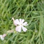 Silene noctiflora ᱵᱟᱦᱟ