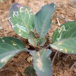 Brassica insularis Leaf