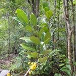 Hedycarya cupulata Habitus