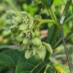 Stephanotis abyssinica Λουλούδι