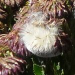 Culcitium serratifolium Flower