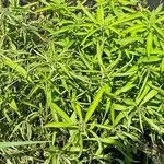 Penthorum sedoides Leaf