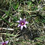 Romulea linaresii Bloem