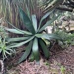 Agave salmiana 葉