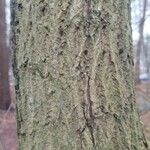 Quercus lusitanica چھال