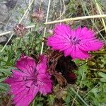 Dianthus carthusianorum Květ