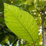 Camptotheca acuminata Blatt