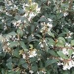 Osmanthus delavayi 花