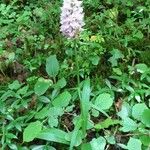 Dactylorhiza fuchsii Hábito