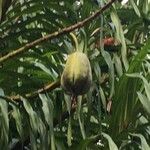 Grammatophyllum speciosum Fruit