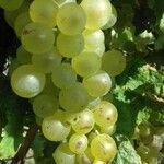 Vitis vinifera 果實