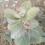 Calotropis giganteaপাতা