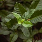 Petrea volubilis Leaf