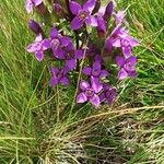 Gentianella campestris Blomma