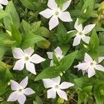 Vinca difformis Blomst