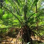 Elaeis oleifera Hoja