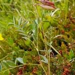 Astragalus australis Frukto