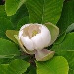 Magnolia obovata Floare