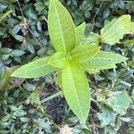 Asclepias purpurascens Leaf