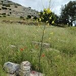 Verbascum nobile Hábito