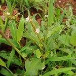 Oxygonum sinuatum অন্যান্য